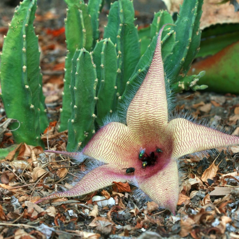 Carrion Plant Stapelia gigantea